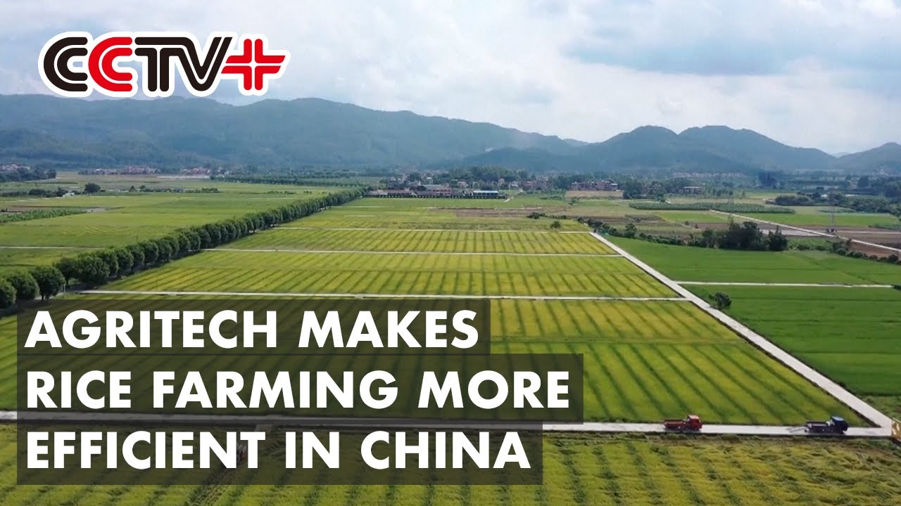 Agritech Makes Rice Farming More Efficient in South China's Guangdong