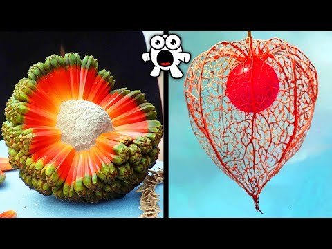 CRAZY Fruits You’ve Never Heard Of!