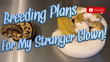 My Breeding Plans For My Stranger Leopard Clown!!