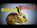 Cute and Funny Bunnies Dancing-like Moments - Bunny Waltz.