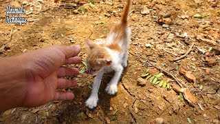 Very tiny poor kitten has no mother is crying for food