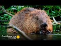 Beaver Ecology and Conservation