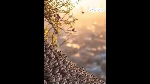 #حياكم الله #وأسعدالله أوقاتكم #ايات من سوره #لقمان #تلاوه الشيخ #محمد حسين عامر