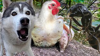 видео: Муравьи съели Курицу / Муравьиная ферма разбежалась по дому / у хасмут новые питомцы картинка: Муравьи съели Курицу / Муравьиная ферма разбежалась по дому / у хасмут новые питомцы
