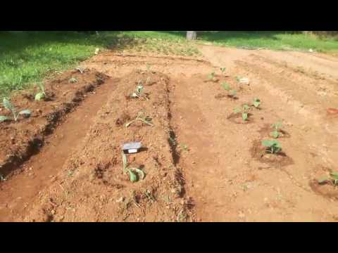 Βίντεο: Canistel Tree Care: Μάθετε πώς να καλλιεργείτε αυγόδεντρα στο τοπίο