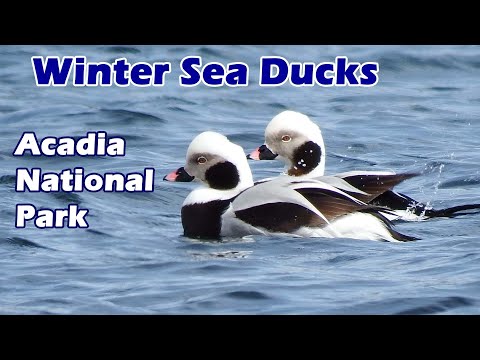 Winter Birding in