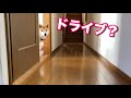 呼ぶとひょっこり現れる柴犬　しあわせの村にドライブ