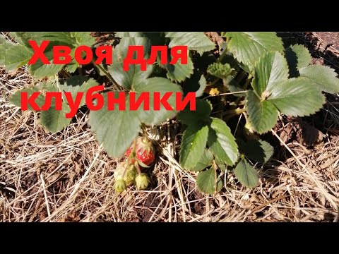 Хвоя для клубники🌲🌲🌲