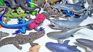 Sharks VS Crocodiles & Lizards! Great White Shark, Alligator, Komodo Dragon, Hammerhead Shark, Mako