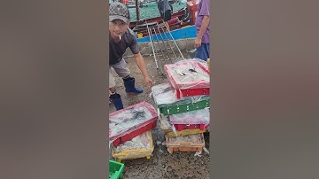 Buổi sáng ở Cảng cá An Thới Phú Quốc 