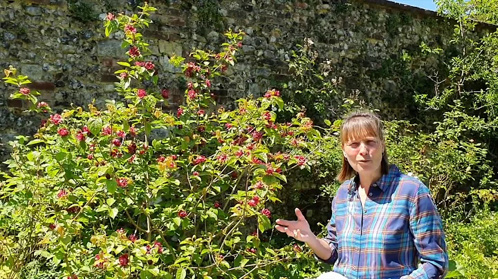 Chawton House Gardener Julia Weaver: Calycanthus