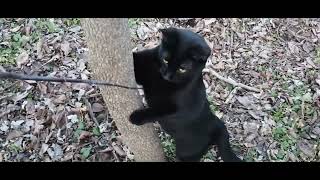 silky cat and a stick
