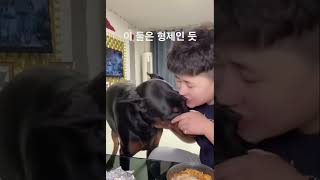 [도베르만] 독일 대표견종 도베르만과 미우새 배정남의 벨 처럼 이 둘은 전생이 있다면 아마도 부부였을 것이다🥰🐶❤️ #도베르만 #배정남 #반려견 #우정 #형제 #인기급상승 #추천