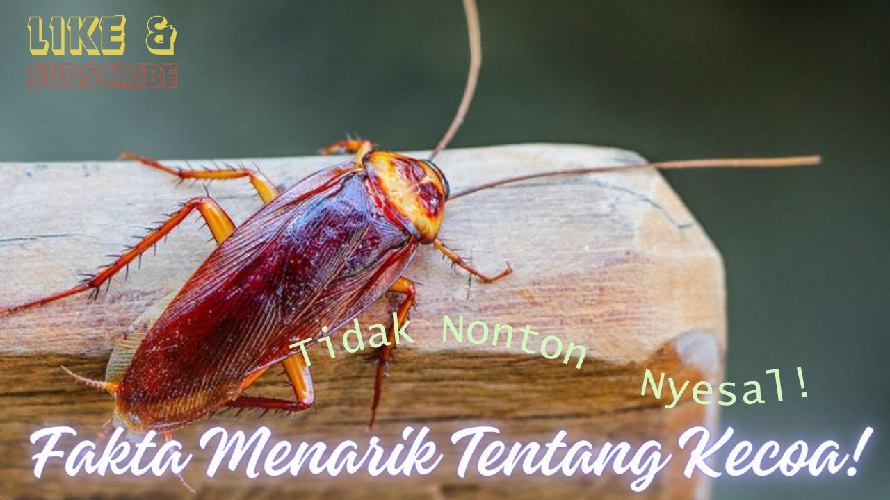 Fakta Menarik Tentang Kecoak