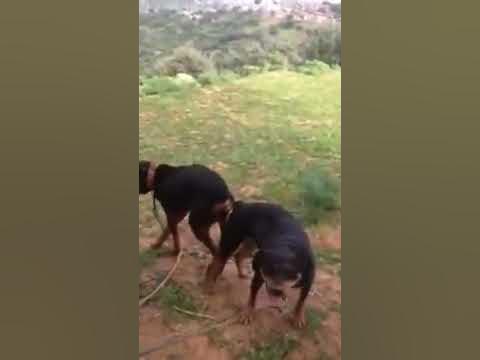 Dogs Mating Hard, Very Painful - YouTube