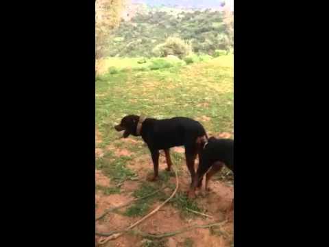 Dogs Mating Hard, Very Painful - YouTube