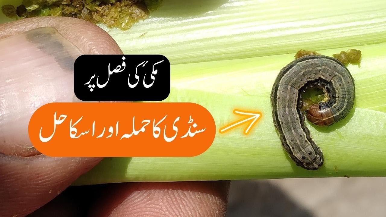 Counter Fall Worm Attack on Maize مکی کی فصل پر سنڈی کا حملہ اور اسکا حل ۔
