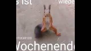 Super lustiges Video: 'Es ist wieder Wochenende'