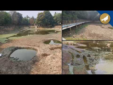 Neglected pond in public garden cries for urgent revival