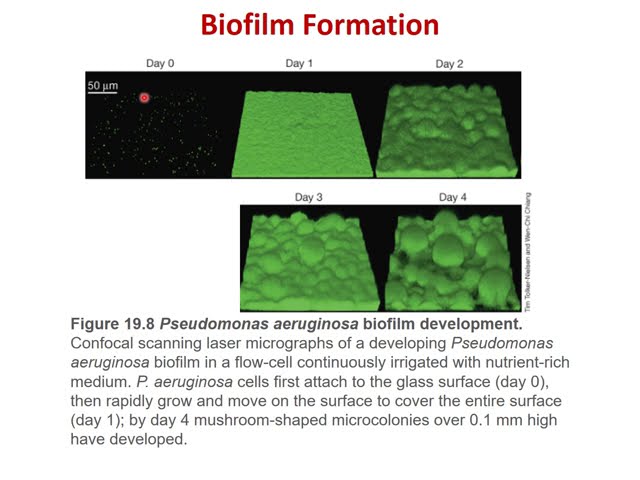 Microbiology Lab: Biofilms, PCR, Sequencing & Phylogeny Labs