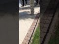 افراح في حديقة الازهر