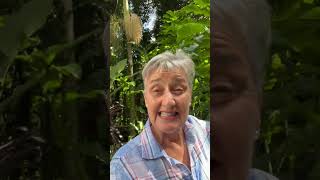 Tropical Plants - 17 Tully Court Kuranda Qld #realestate #kuranda #Angela Martin Real Estate Tropical Plants - 17 Tully Court Kuranda Qld #realestate #kuranda #Angela Martin Real Estate