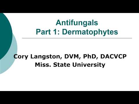 antifungal-therapy-in-veterinary-medicine,-part-1:-dermatophytes
