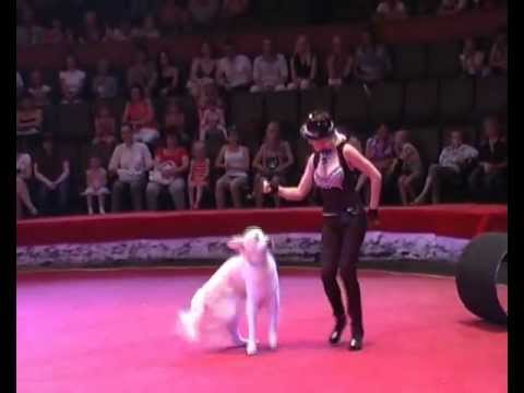 Дрессированные собаки - Собачий фристайл. Trained dogs in the circus