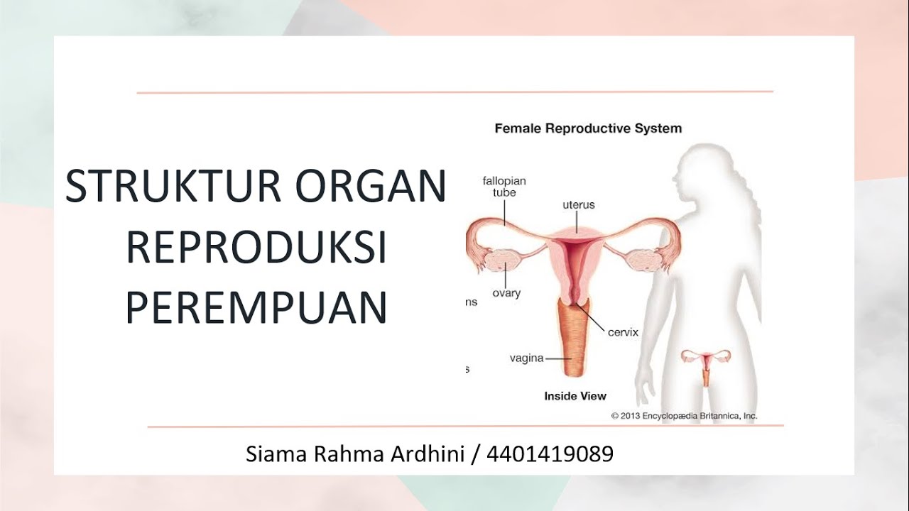 Struktur Organ Reproduksi Perempuan - YouTube