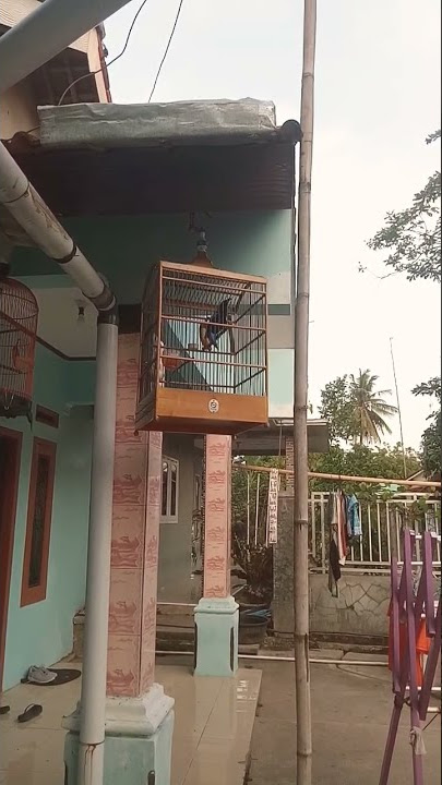 cucak biru teler