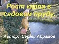 Рост карпа в садовом пруду.