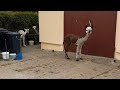 Wycieczka #alpakitotu #wojtkowyje #funnyvideo #funny #alpaca