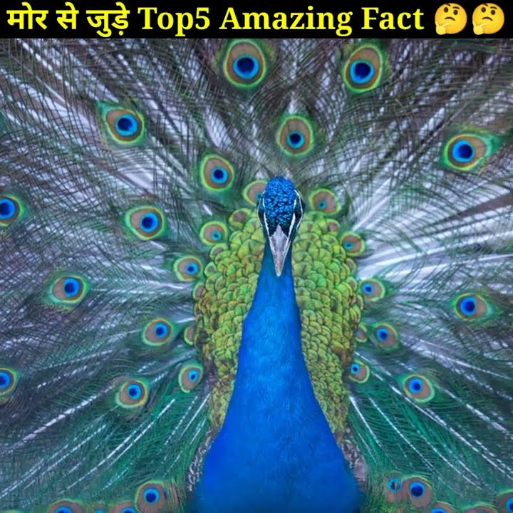 top-5-amazing-facts-in-hindi-facts-about-peacock