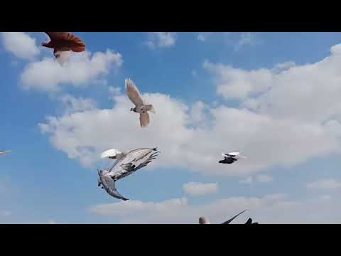 الدرس ده ليك اصنع منك غاوي و كركنديات ايه يا كداب حسين الخطيب 