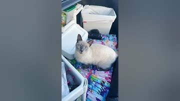 This Cat LOVES Catnip Toys