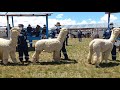 EXPO ALPACA HUACAYO REACTIVACION GANADERA NUÑOA 2021