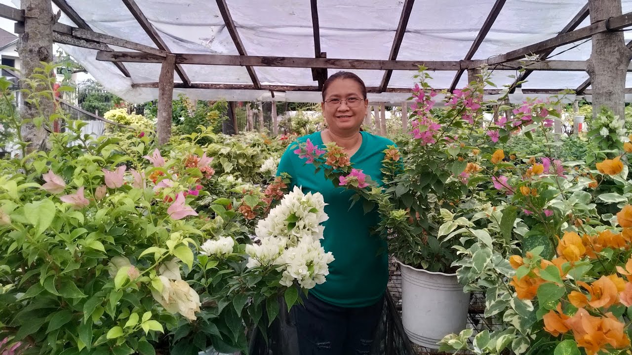 GAWIN ITO UPANG MAGKAROON KAYO NG MABULAKLAK NA BOUGAINVILLEA KAHIT NAGSISIMULA PALANG ANG SEASON
