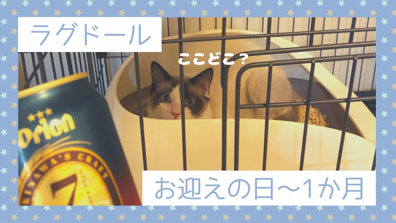 お迎え初日。生後7か月のラグドールをお迎えしました。 - YouTube