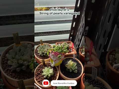 Βίντεο: Μαργαριτάρι Haworthia: περιγραφή του φυτού, χαρακτηριστικά ποτίσματος και φωτισμού, φωτογραφία