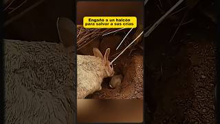 La madre coneja que engañó a un halcón para salvar a sus crías  #animales #SabiasQue #conejo #HALCON