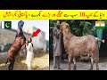 Top 10 Biggest Goat Breed In The World | Expensive Bakra In Pakistan