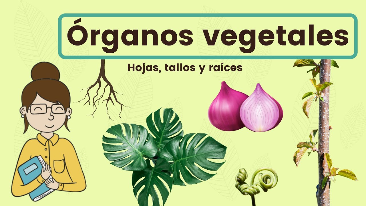 Cuántos tipos de vegetales hay