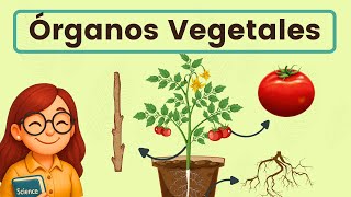 Plant Organs 🌱🧅