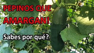 Por Qué los Pepinos Amargan || El Huerto de Silverio