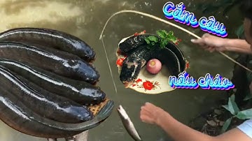 MrPoor | Cắm câu cá đem nấu món cháo cá lóc rau đắng