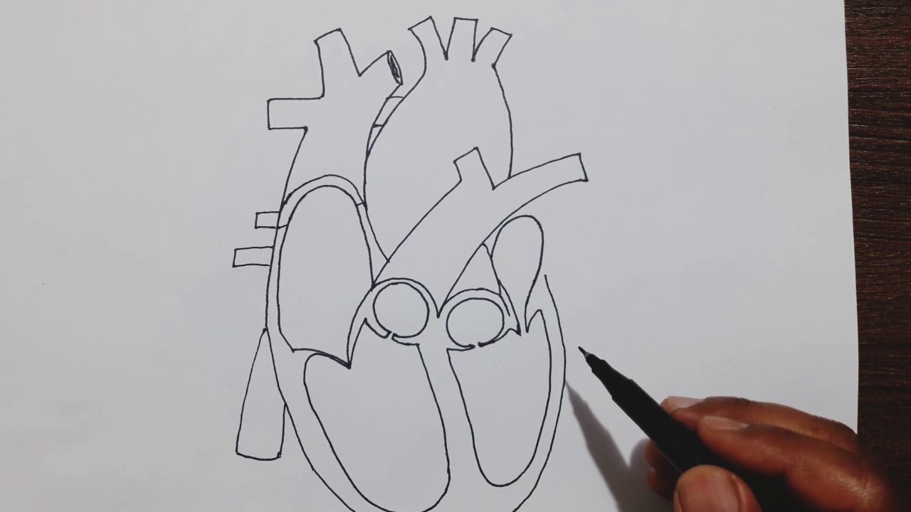  Easy  trick to draw  Human Heart YouTube