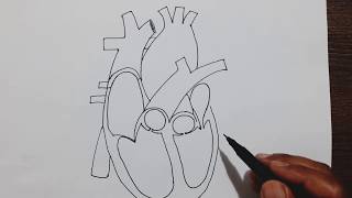 Easy trick to draw Human Heart