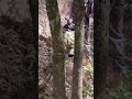 Long Tree Cutting with Sharp Cutter 🌲⚙️ #treecutting