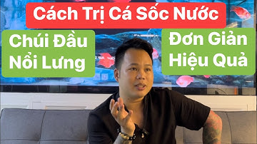 Cách Trị Sốc Nước Ở Cá Rồng | Cá Chúi Đầu | Nổi Lưng | Cực Kỳ Đơn Giản Và Hiệu Quả