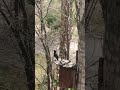 Скворцы прилетели.